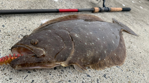 ヒラメの釣果