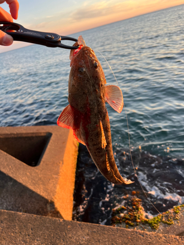 マゴチの釣果