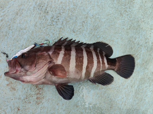 マハタモドキの釣果