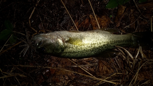 ブラックバスの釣果