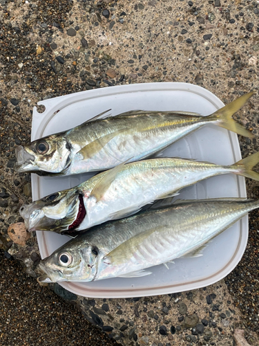 アジの釣果