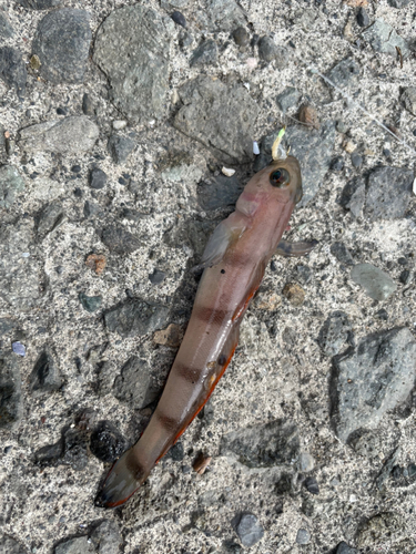 リュウグウハゼの釣果