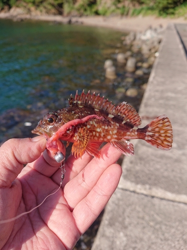 カサゴの釣果