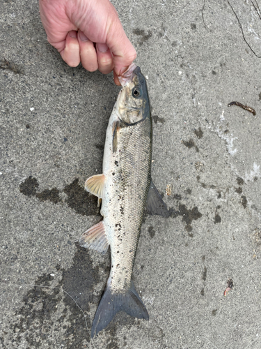 エゾウグイの釣果