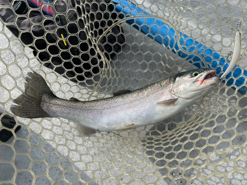 レインボートラウトの釣果