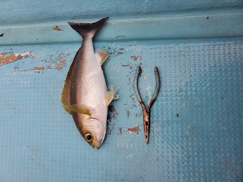 イサキの釣果