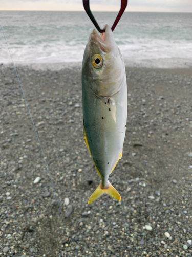 ワカシの釣果