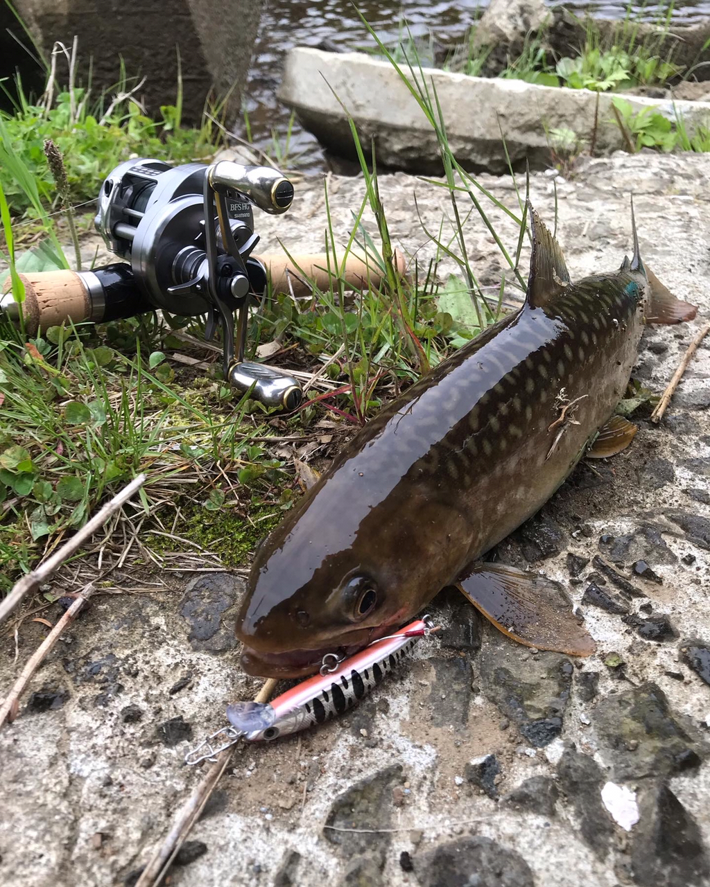 アメマス