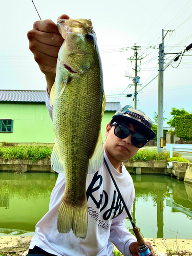 ブラックバスの釣果