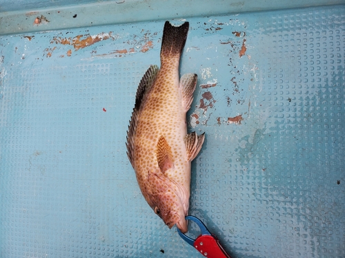 オオモンハタの釣果