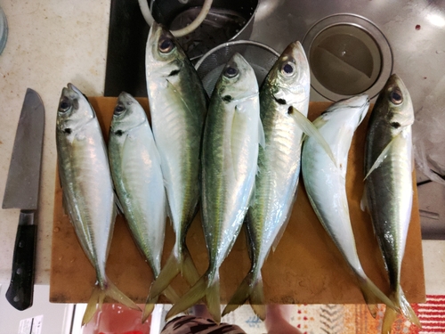 アジの釣果