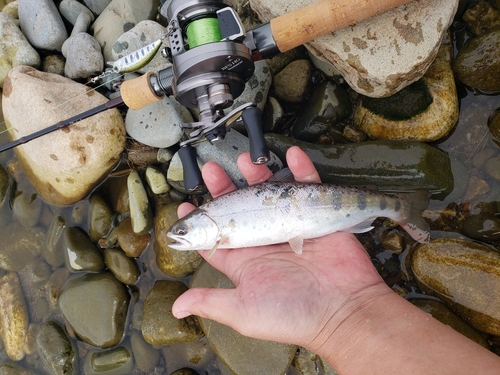 ヤマメの釣果