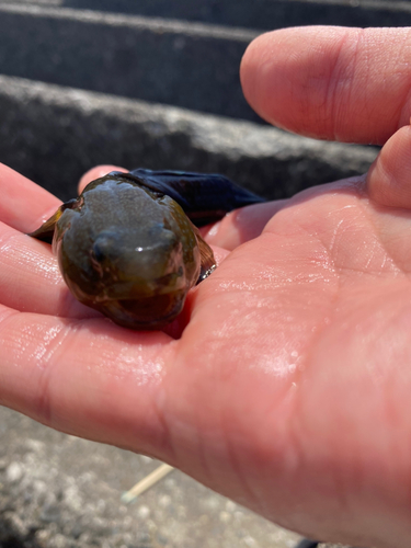 ハゼの釣果