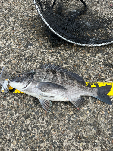 クロダイの釣果