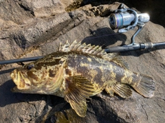 ベッコウゾイの釣果