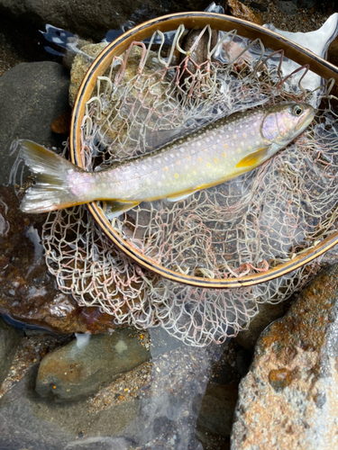 イワナの釣果