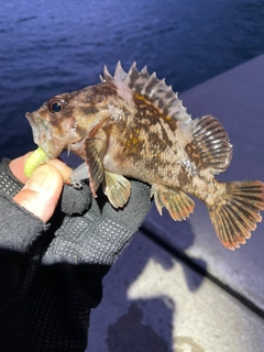 オウゴンムラソイの釣果