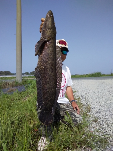 ライギョの釣果