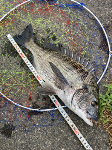 チヌの釣果