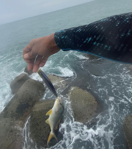 ショゴの釣果