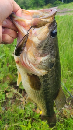 ラージマウスバスの釣果