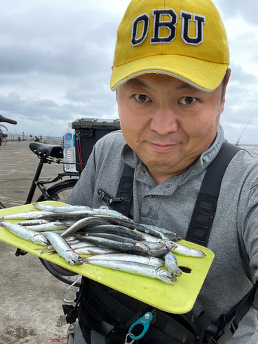 カタクチイワシの釣果