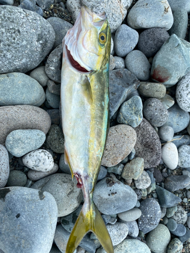 ワカシの釣果