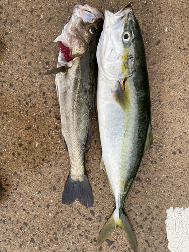 メジロの釣果