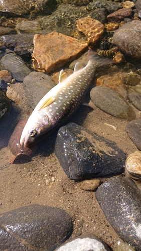 アメマスの釣果