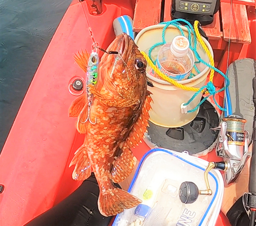 アラカブの釣果