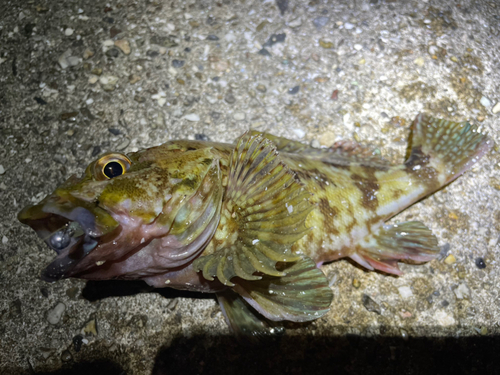 タケノコメバルの釣果