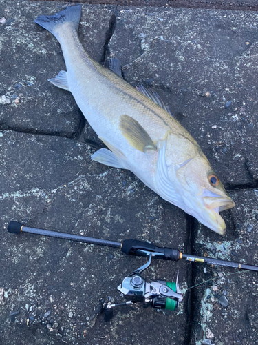 スズキの釣果