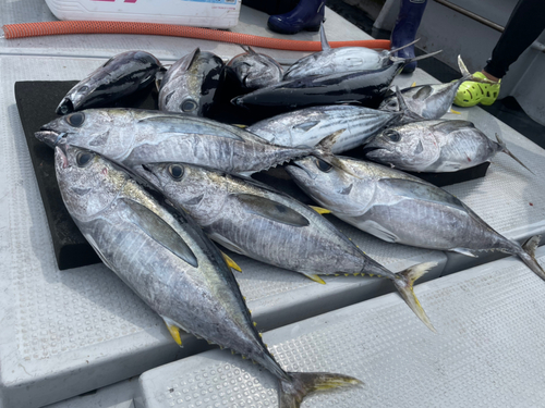 メバチマグロの釣果