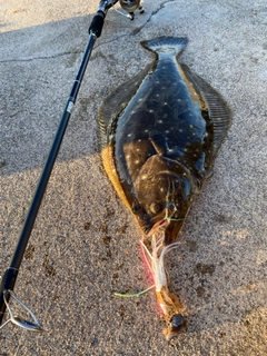 ヒラメの釣果