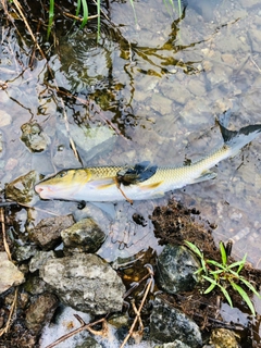 ニゴイの釣果