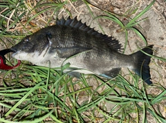 チヌの釣果