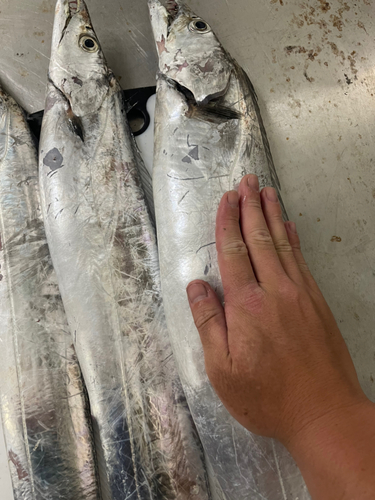 タチウオの釣果