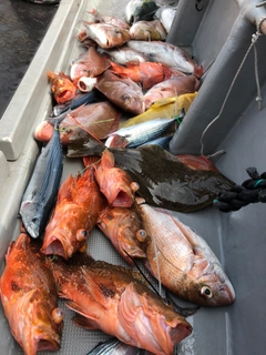 マダイの釣果