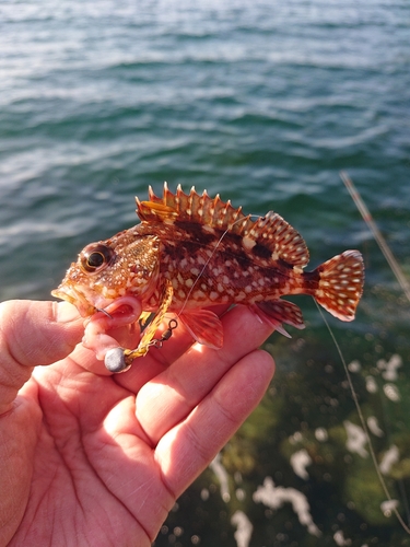 カサゴの釣果