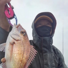 マダイの釣果