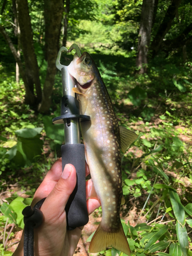 イワナの釣果