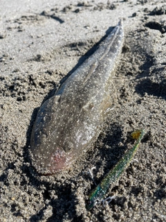 マゴチの釣果