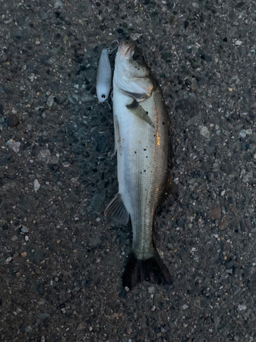 セイゴ（マルスズキ）の釣果