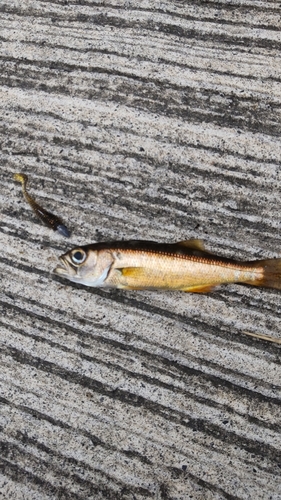 クロムツの釣果