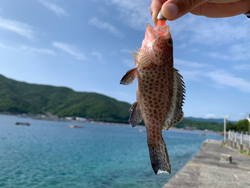 オオモンハタの釣果