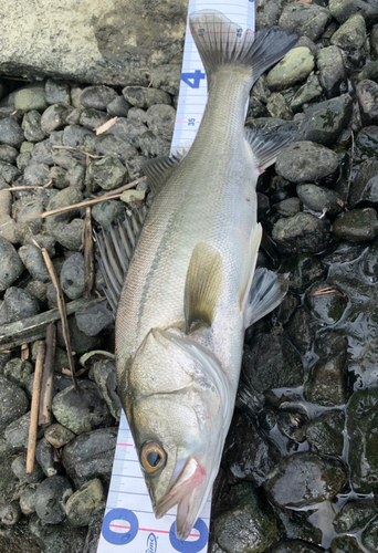 スズキの釣果