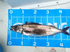 クロシビカマスの釣果