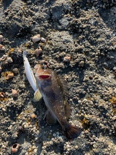 ガヤの釣果