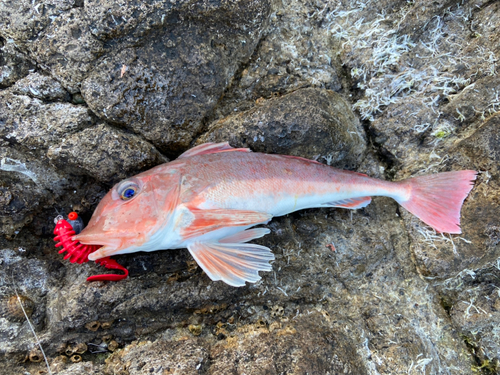 カナガシラの釣果