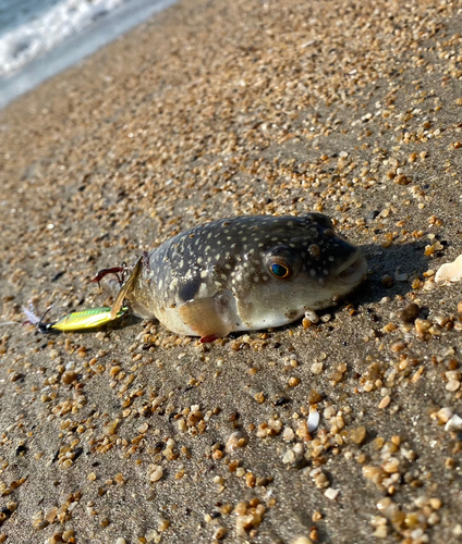 クサフグの釣果